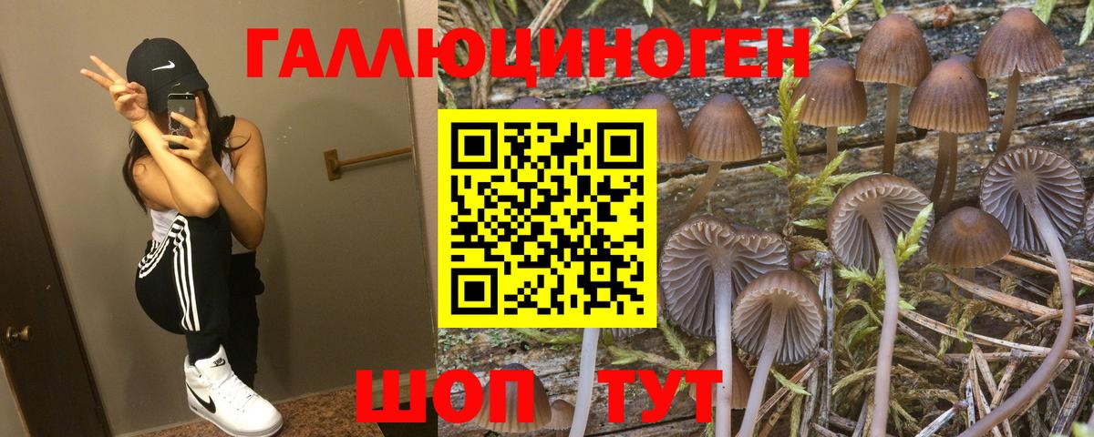 Псилоцибиновые грибы Psilocybe Новокубанск